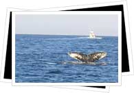 whale watching in Puerto Vallarta